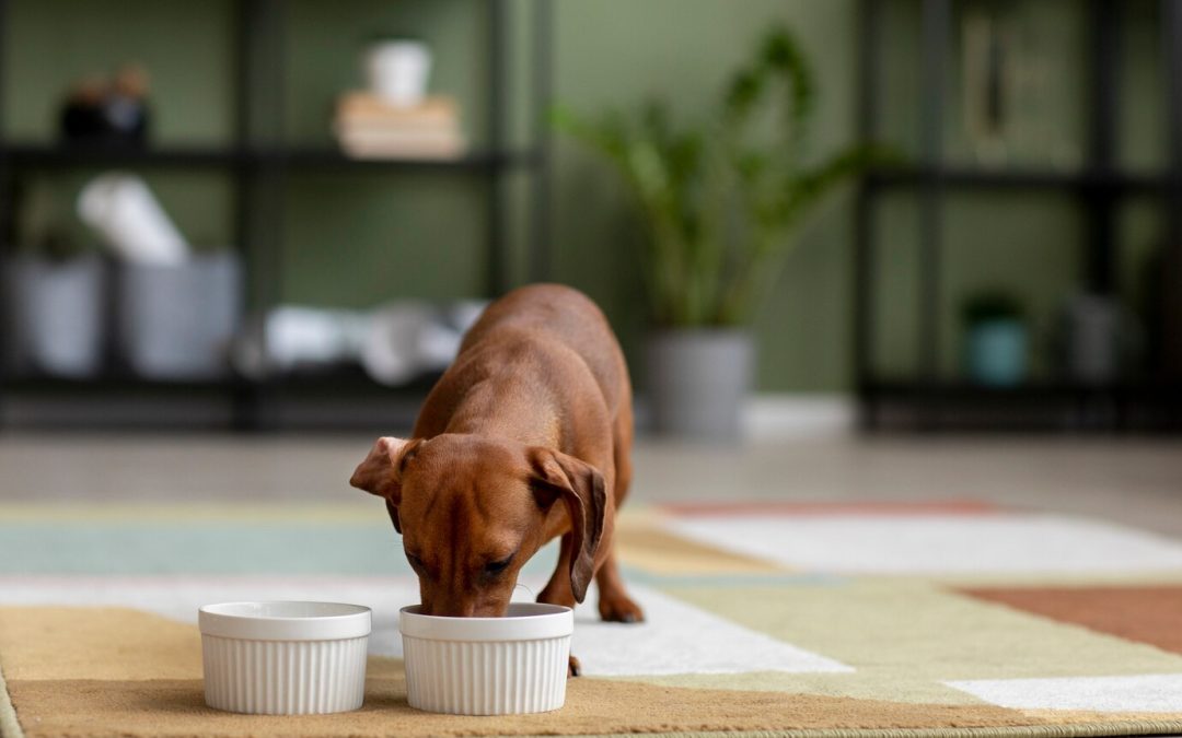 How Much Water Should a Puppy Drink & When?