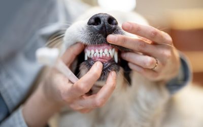 Tooth extractions are recommended for dogs with severely damaged or decayed teeth.