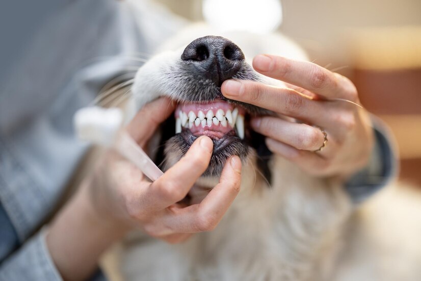 Dog Tooth Extraction Cost With and Without Pet Insurance