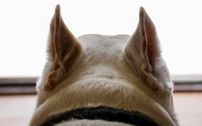 Hematomas in dogs ears are caused by a collection of blood that has gathered in between the cartilage and skin.