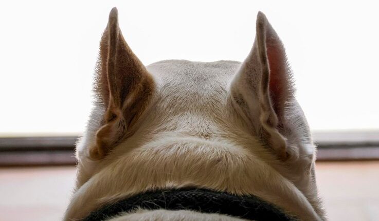 Hematoma in Dogs Ear [Causes, Diagnosis & Treatment]