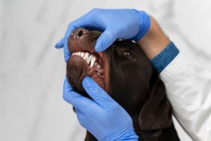 Regular dental checkups and brushing are essential in preventing long term dental issues for your dog.