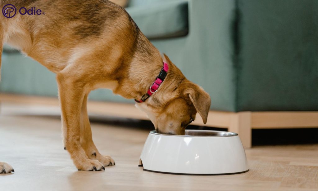 Brown dog drinking from a bowl at home, representing complete pet health care and digestive wellness.