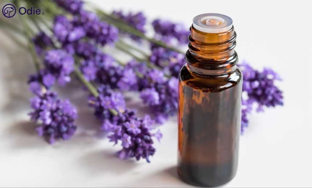 Small bottle of lavender essential oil with fresh lavender sprigs, illustrating pet-safe calming remedies.