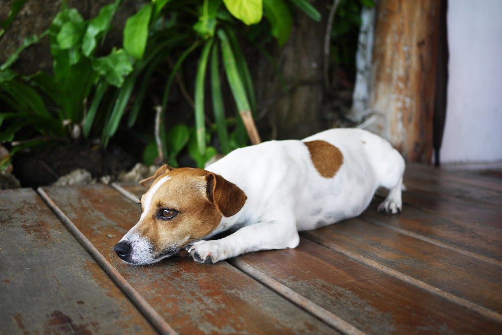 Dog Peeing Blood: Causes, Diagnosis, and Treatments