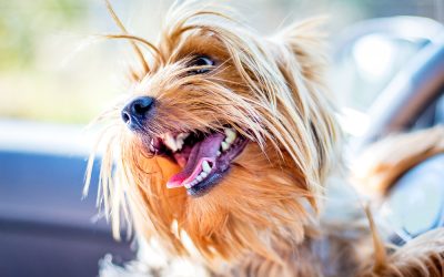 It's essential to prioritize your pet's dental care to avoid infections, bad breath and decay