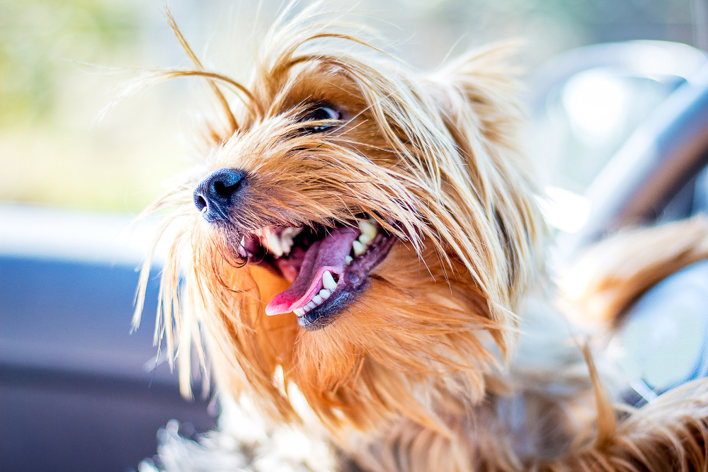 Pet Dental Health Month: Your Pet’s Dental Health Matters