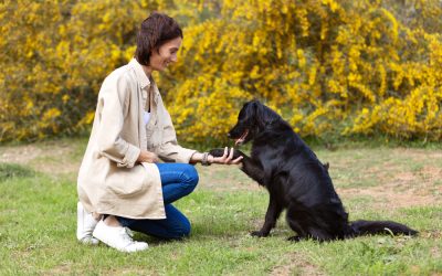 January is National Train Your Dog Month, a time dedicated to teaching your dog skills.