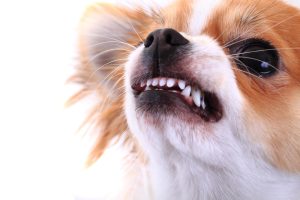 February Is National Pet Dental Health Month