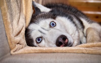Symptoms of dog anxiety attacks include dilated pupils, trembling and shaking, and increased heart rate.
