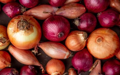 Onions, garlic, leeks, and chives are harmful to dog's red blood cells.