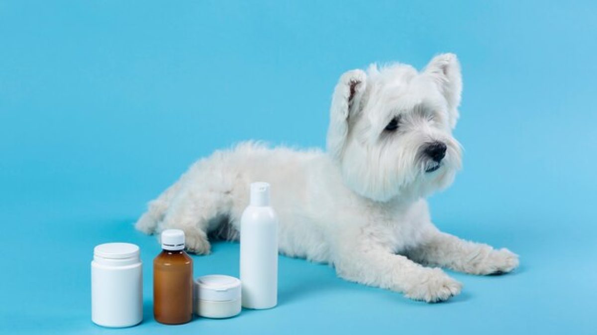 Can Gabapentin Cause Anxiety in Dogs? Uncover Truth