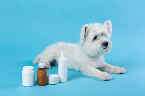 gabapentin dog side effects shaking