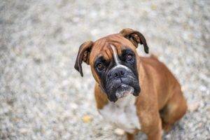 Short haired breeds, such as Beagles and Boxers, should be brushed one to two times per week.