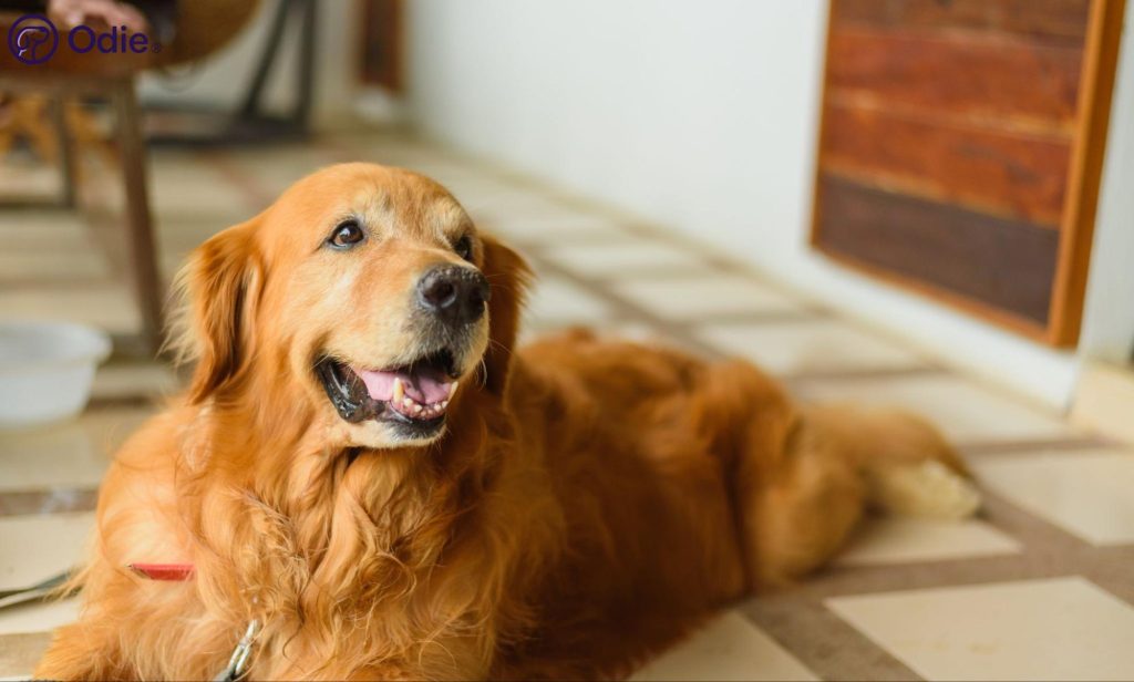Smiling Golden Retriever resting comfortably at home, representing reliable dog health insurance.