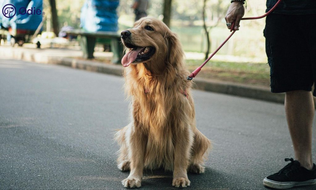 Golden Retriever sitting outdoors on a leash, representing active dog wellness and insurance protection.