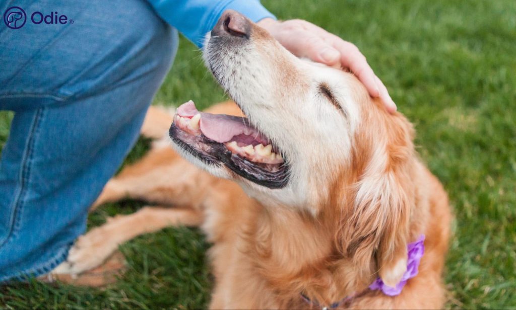 Happy senior Golden Retriever receiving affection, representing comprehensive senior dog health coverage.