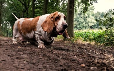 While some odor may be normal, an overwhelming smell coming from your dog may signify a health condition.