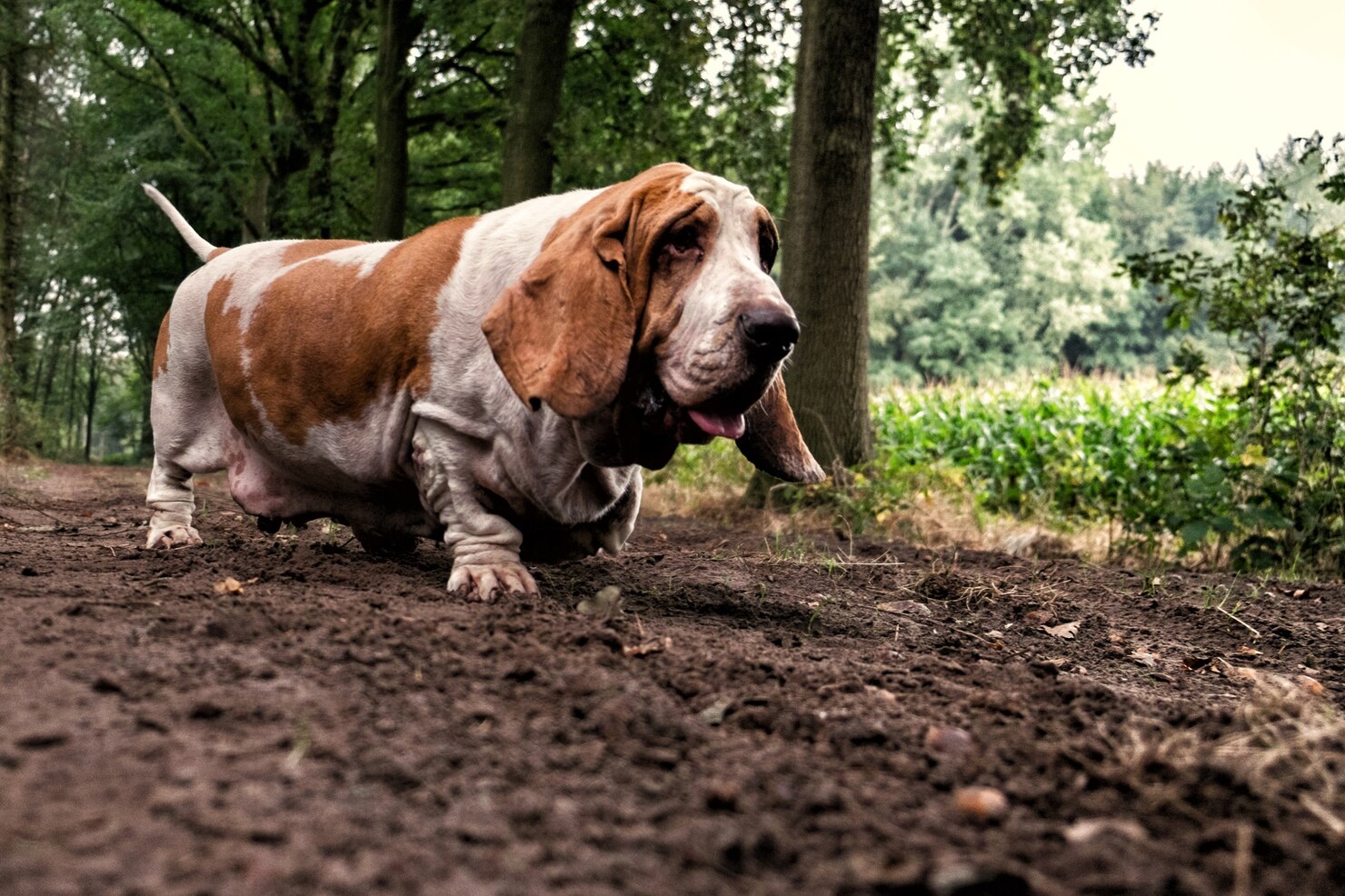 While some odor may be normal, an overwhelming smell coming from your dog may signify a health condition.