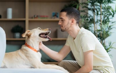 Three essential metrics to monitor your dog's health include water intake, activity level and respiratory rate.