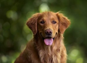 The average life expectancy of a Golden Retriever is 10-12 years.