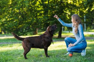 Training and behavioral therapy can be extremely helpful in relieving dog anxiety.