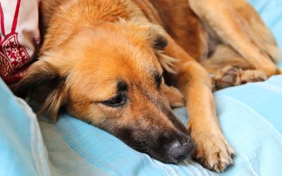 Constipation, dehydration, and lethargy could be side effects of Imodium in dogs.