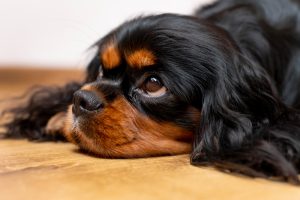 Imodium may temporarily manage diarrhea in dogs, but it's crucial to always consult a veterinarian to ensure it's safety.