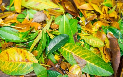 Some leaves may be safe for dogs to eat but others may be harmful