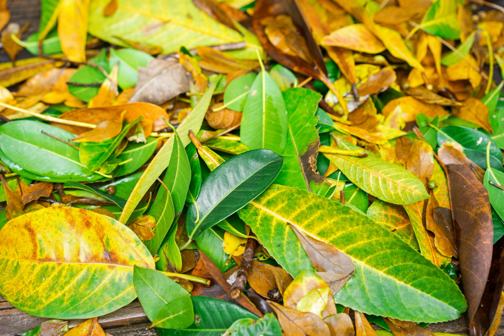 Can Dogs Eat Leaves?