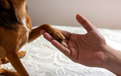 The intensity of the Frito smell of your dog's paws can vary based on your dog’s health, hygiene, and diet.