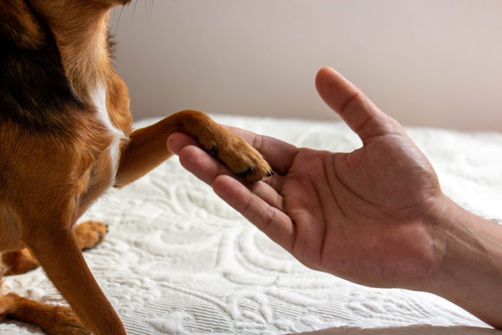 Why Does My Dog's Paw Smell Like Fritos? | Odie Pet Insurance - Removing Fritos Smell From Puppy
