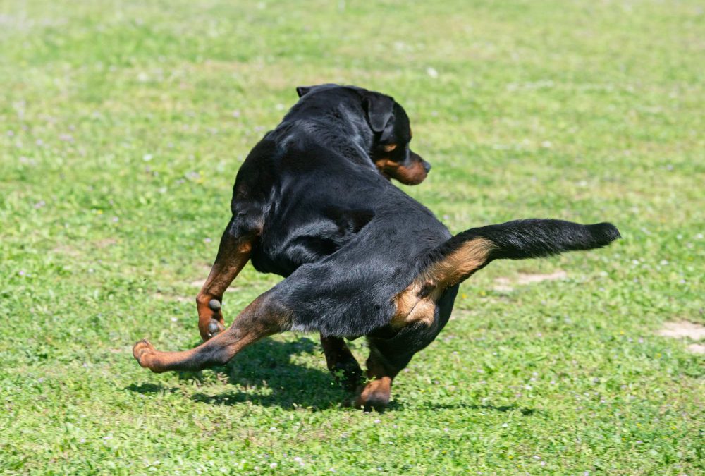 Why Do Dogs Chase Their Tails?