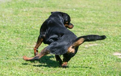 Common reasons a dog chases their tail include boredom, curiosity, and sometimes medical issues.