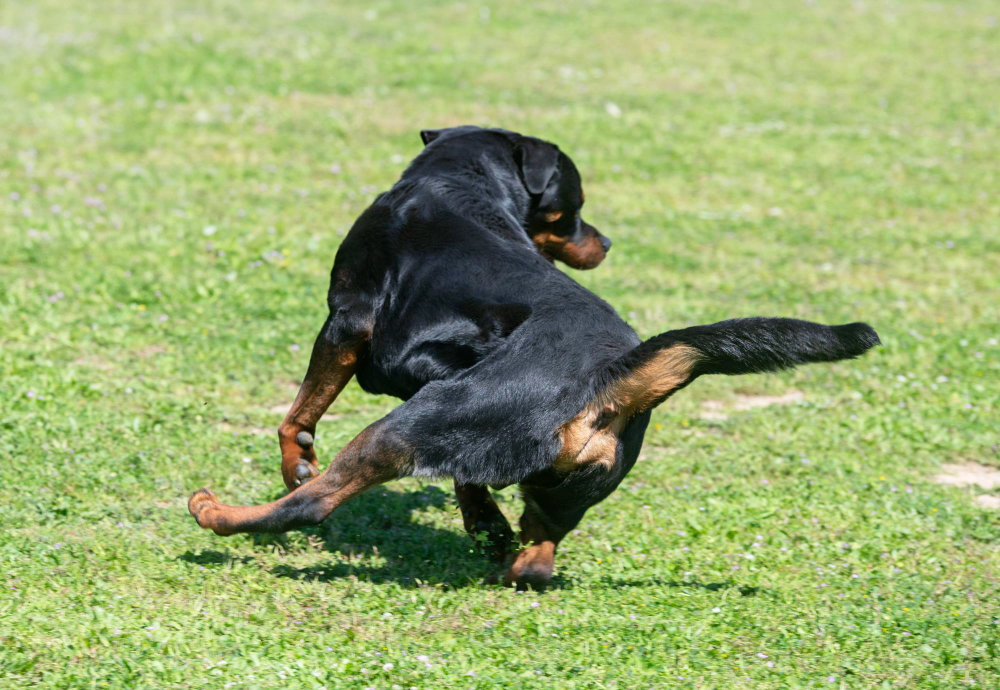 Common reasons a dog chases their tail include boredom, curiosity, and sometimes medical issues.