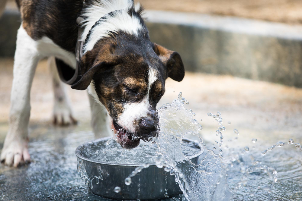 Why Is My Dog Drinking So Much Water? Risks & Causes