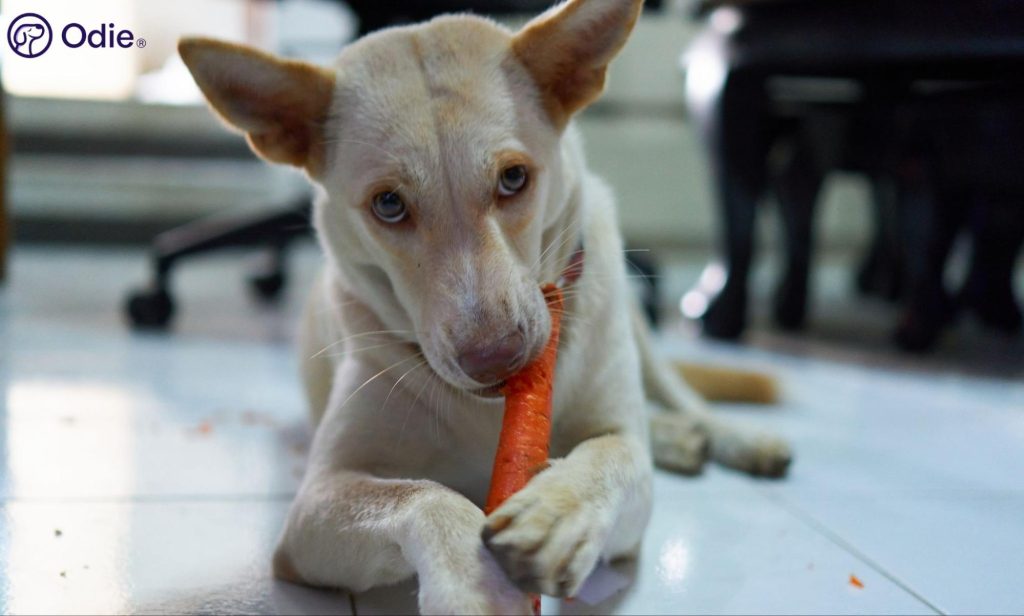 Dog eating a fresh raw carrot, representing safe dog treats, pet nutrition, and health care.