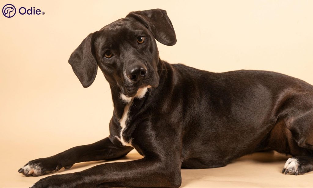 Black dog with white markings lying down, representing health coverage for mixed breed dogs.