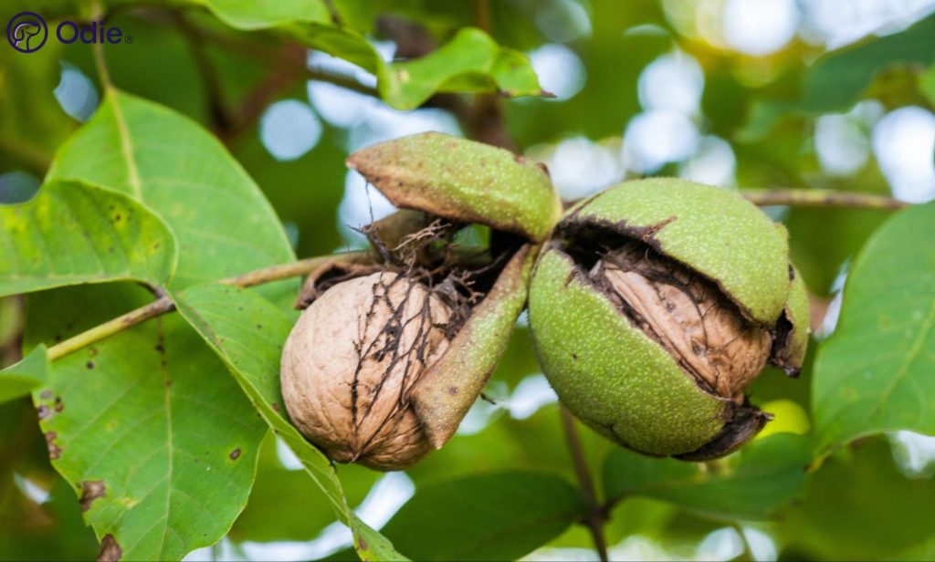 Fresh walnuts on a tree branch, highlighting pet food hazards and toxic nut safety for dogs.