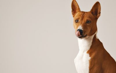 Canine Cognitive Dysfunction (CCD), also known as dog dementia can affect a dog's memory and behavior.
