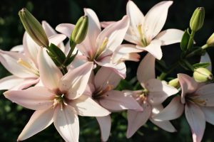 Avoid bringing lilies into your home with cats as they can be extremely toxic.