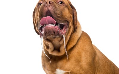 It is normal for dogs to drool, but an increase may be a sign for a serious health issue.