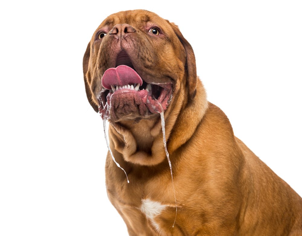 It is normal for dogs to drool, but an increase may be a sign for a serious health issue.