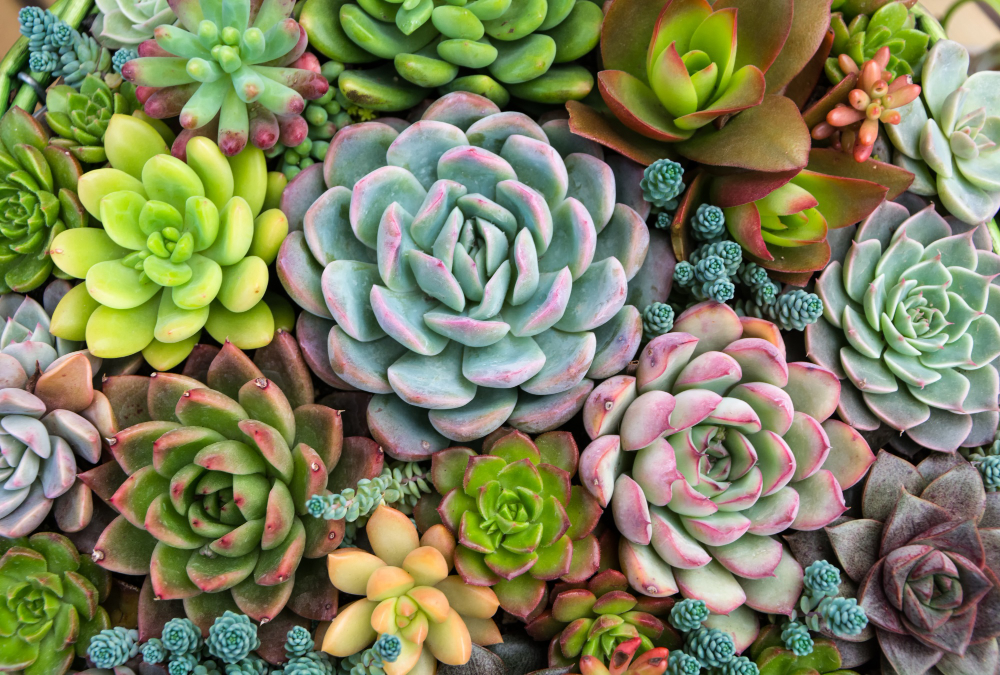 Are Succulents Toxic to Cats and Dogs?