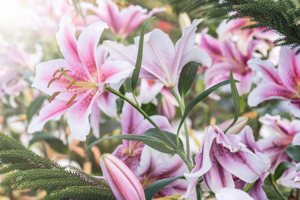 Are Lilies Poisonous to Cats: What Cat Owners Should Know