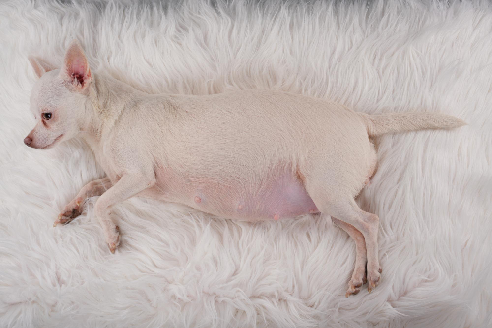 Rashes on Your Dog’s Belly: Causes, Treatments & Prevention