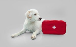 It is important to keep a pet first aid kit around including items like gauze, a thermometer, and saline solution for eye irrigation.
