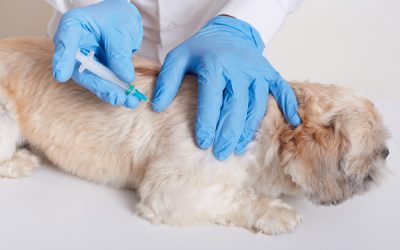 Prevent your dog from getting heartworms by giving them monthly preventative medication and bringing them to the vet for regular checkups.