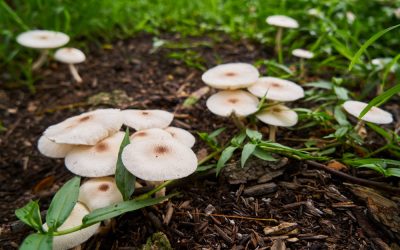 Some types of mushrooms can be harmful to dogs, causing severe illness and sometimes death.