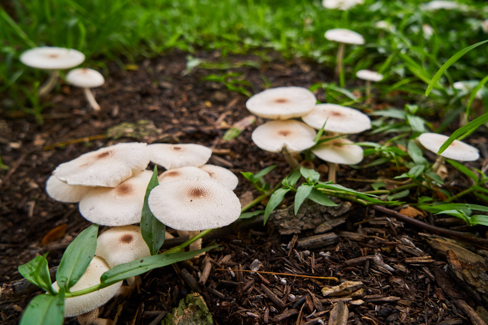 Are Mushrooms Toxic to Dogs? Signs, Diagnosis & Treatment